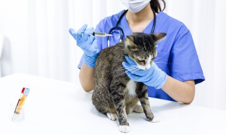 Veterinary Medicines Market Outlook (2025–2034): Trends, Growth