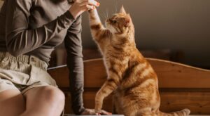 cat sitter
