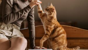 cat sitter