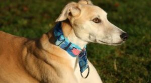martingale dog collars_