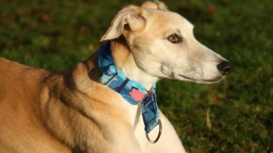 martingale dog collars_
