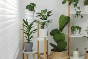 Which Houseplants Can Purify Air, Brighten Spaces, and Thrive in Low Light?