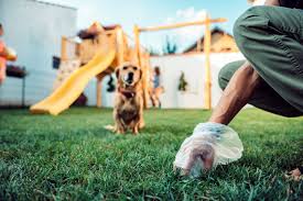 Pet Waste Removal Las Vegas: Keeping Your Yard Clean and Safe