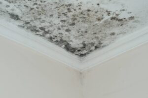 Mold Problem at Home? When to Call Professionals vs. Using Products