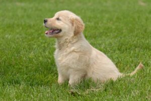 How My Rescue Pup Found His Confidence Again