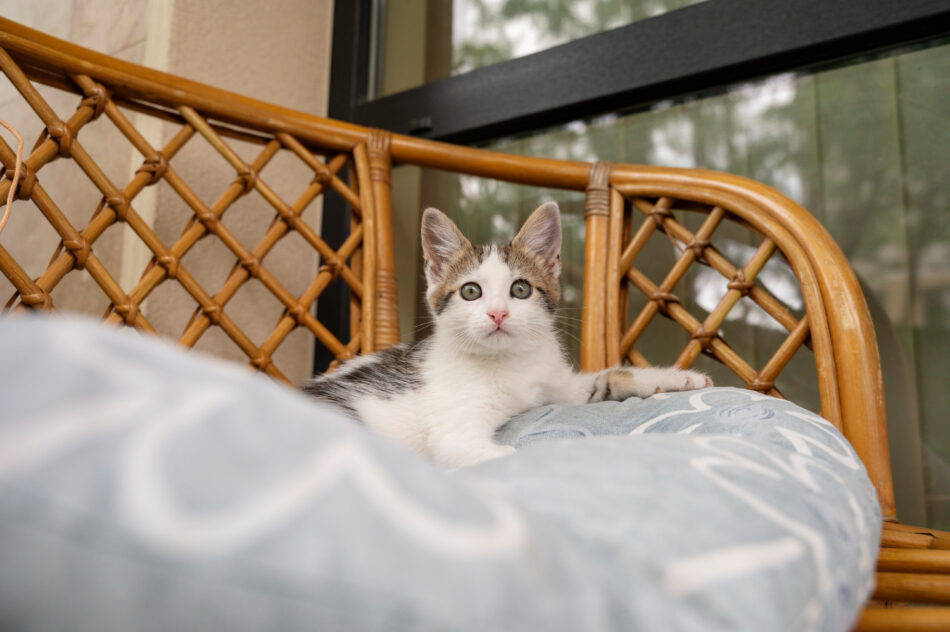 Inside the World of Luxury Hotels for Cats – Where Comfort Meets Care