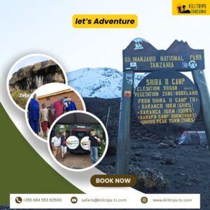 Experience the Magic of Tanzania: Kilimanjaro and Safari Packages