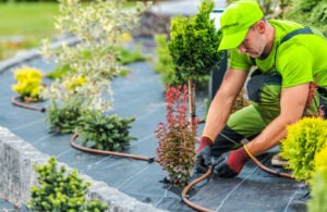 Transforming Outdoor Spaces: Professional Landscaping Services in Las Vegas, NV