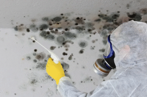 Protect Your Home with Mold Testing in Sewell, NJ