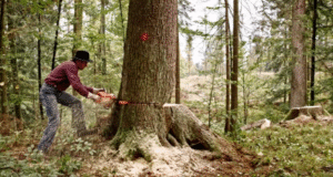 Professional Tree Removal Services by Colorado Tree & Lawn Specialists: Safe, Efficient, and Environmentally Responsible Solutions