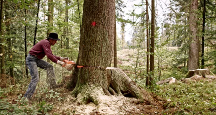 Professional Tree Removal Services by Colorado Tree & Lawn Specialists: Safe, Efficient, and Environmentally Responsible Solutions