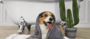 Expert Advice on Pet Bathing Services Houston for Sensitive Skin and Coat Care