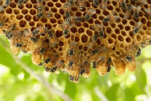 The Importance of Early Detection for Bee Infestations