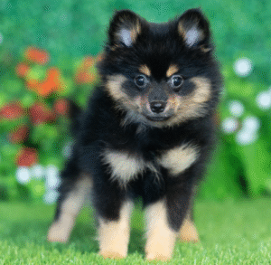 Training Tips from Blue Sky Puppies: Getting Started with Basic Commands