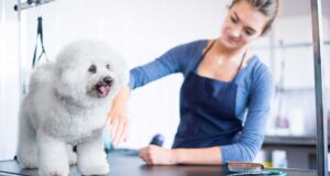 Find Professional Grooming Near Me in Jenks, OK (Without the Stress)