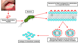 Cathelicidin LL-37 Peptide’s Miracle Defense for Your Health