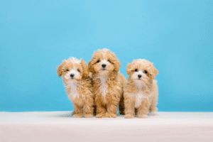 Trusted Maltipoo Breeder Offering Healthy and Adorable Puppies