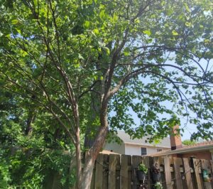 Mr Tree Services Offers Comprehensive Tree Care Solutions for Lake County Residents