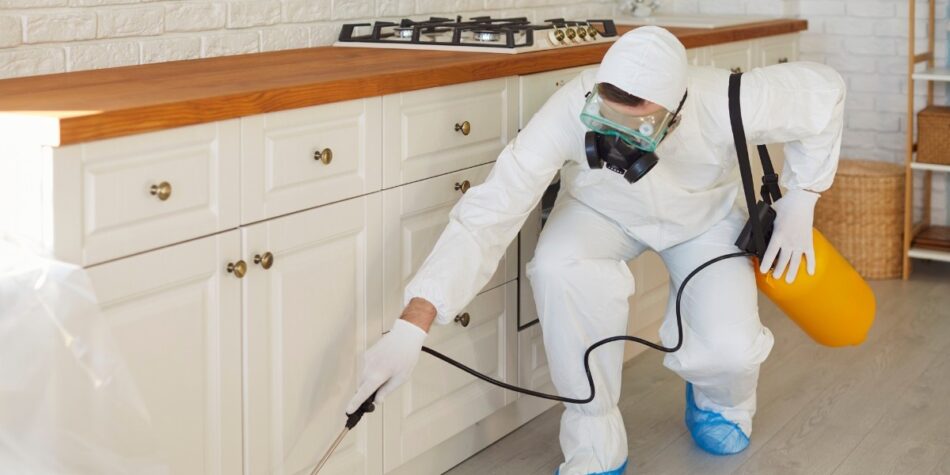 Why Silverfish Are Common in Burnaby Homes After Rainy Seasons