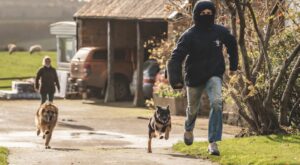 protection dogs