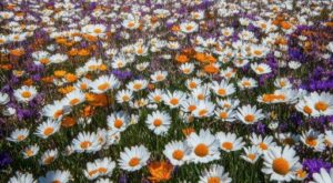 Tampa Bay passive enjoy getting in contact with upon fourth down is costing the franchise wins