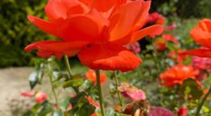 DB BJ Adams May perhaps Be UCF Ideal-Stored Draft Magic formula