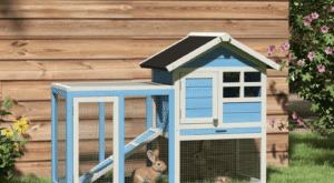 Indoor vs Outdoor Rabbit Cages: Which Is Better and Why?