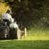 Lawn Mowing Services