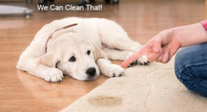 Pet Stain Removal Services Denver, CO