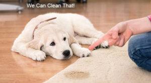 Pet Stain Removal Services Denver, CO