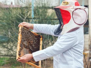 Humane Bee Removal in Fort Worth: Protecting Your Home and Texas Bees the Right Way