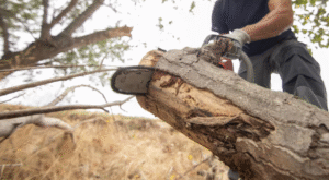 Professional Tree Removal Services in Tonasket, WA – X7 Tree Services