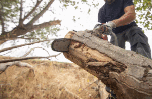 Professional Tree Removal Services in Tonasket, WA – X7 Tree Services