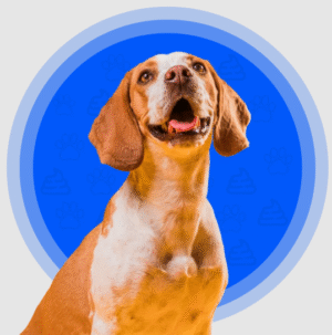 Keep Your Yard Clean and Fresh: Why Hiring a Professional Dog Pooper Scooper Service Matters