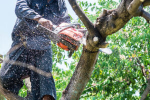 How Cutting Diseased Limbs Prevents Tree Death and Spread of Infestation