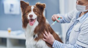 Vet Poison Control: How to Keep Your Pet Safe from Common Household Hazards
