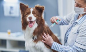 Vet Poison Control: How to Keep Your Pet Safe from Common Household Hazards