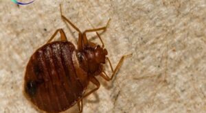 Why Does Every Home Need Preventive Pest Control?