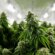 How Climate Change Affects Cannabis Cultivation