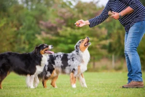 Top Dog Training Johns Creek for Fast Results