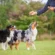 dog training Johns Creek