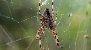 What Are the Best Methods for Spider Control in Melbourne Homes?