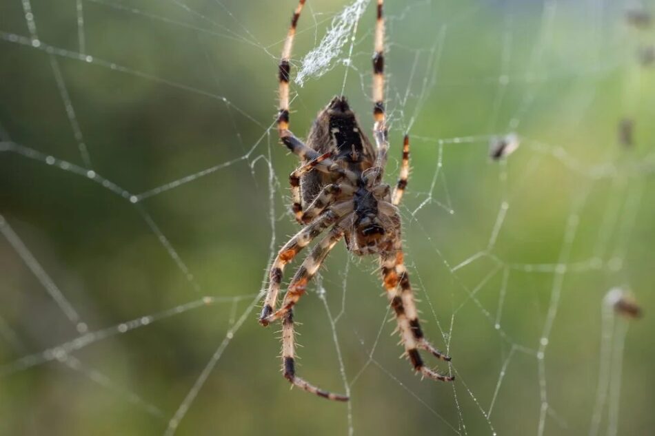 What Are the Best Methods for Spider Control in Melbourne Homes?