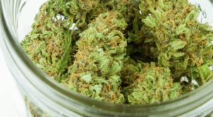 Medical Marijuana for Veterans in Iowa: PTSD and Pain Relief Guide