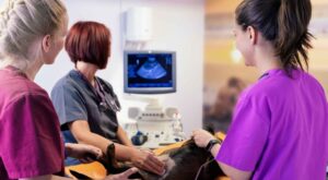 How Proper Leash Skills Reduce Anxiety in Nervous Dogs