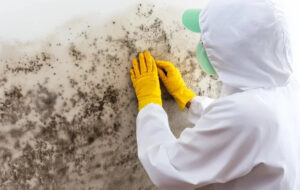 How to Remove Mold from Drywall and Prevent It from Coming Back