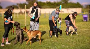 obedience training GA