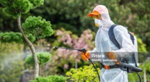 Looking for Top Tree Care & Firewood Services Near You?