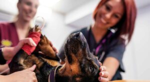 Dog Wound Treatment Explained: Why Pet Emergency Trauma Services Matter in Critical Moments
