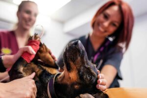 Dog Wound Treatment Explained: Why Pet Emergency Trauma Services Matter in Critical Moments